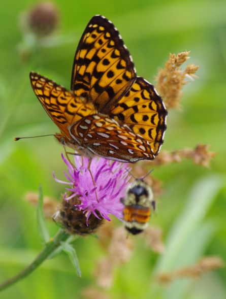 Landscapes, Wildlife, Sky&Water, Macro